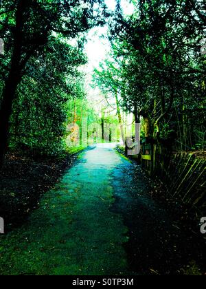 Woodland Walk in linn park GLASGOW Banque D'Images