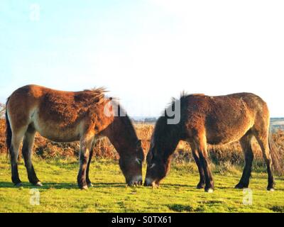 Poneys Exmoor Parc national d'Exmoor pâturage UK Banque D'Images