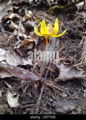 Un sceau de Salomon fleur dans les forêts anciennes. Banque D'Images