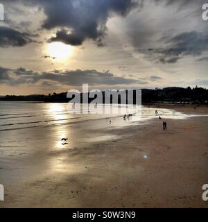 Chien qui court sur une plage sous le soleil d'hivers jour Banque D'Images