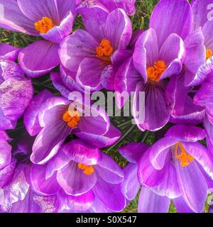 Regarder sur crocus Banque D'Images