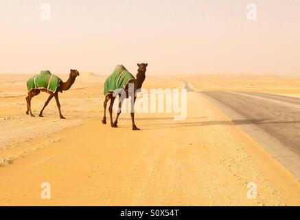 Les chameaux crossing road in desert Banque D'Images