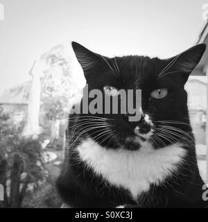 Charlie le chat de smoking noir. Banque D'Images