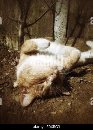 Pose de chat sur le dos allongé au soleil regarder à l'image sépia Banque D'Images