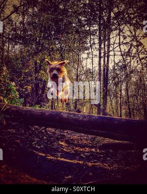 Chien sautant au dessus des arbres Banque D'Images