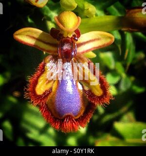 Une orchidée avec la forme d'une abeille en Prado del Rey, La Sierra de Cadiz, Andalousie, Espagne Banque D'Images