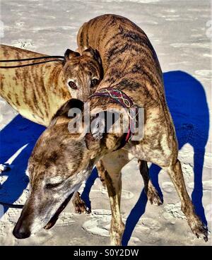 Deux chiens Greyhound sur la plage... on est un peu timide de l'appareil photo Banque D'Images