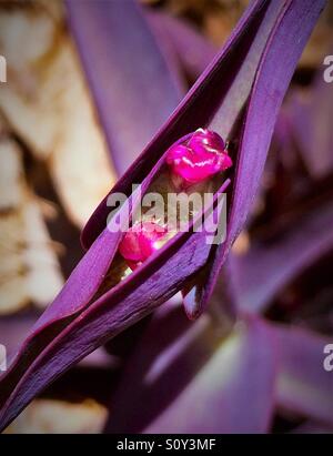 Purple Heart plant prêt à éclore, Tradescantia pallida Banque D'Images