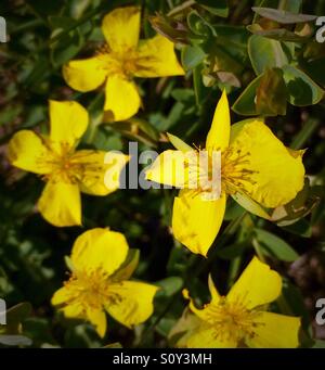 Quatre pétales du millepertuis pour bloom, Hypericum tetrapetalum Banque D'Images