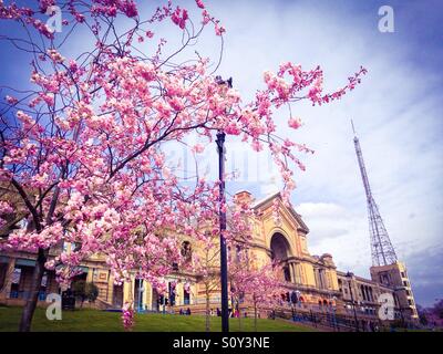 Blossom à Alexandra Palace, au nord de Londres Banque D'Images