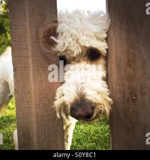 Un chien blanc labradoodle regardant à travers une clôture. Banque D'Images