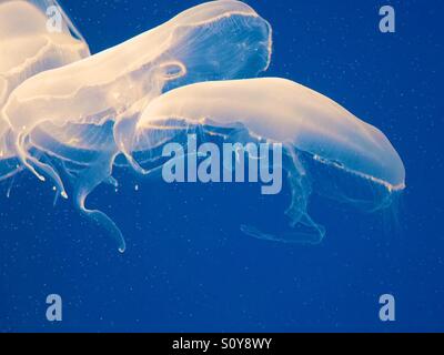 Méduse de lune, fond bleu Banque D'Images