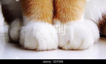 Close up of cat paws Banque D'Images
