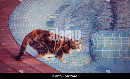 Chat écaille eau potable dans une piscine Banque D'Images