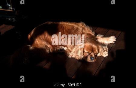 King Charles Spaniel mignon dormir sur un sol en bois en plein soleil avec des ombres Banque D'Images