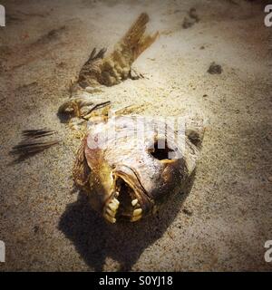 Sheepshead poisson reste sur une plage Banque D'Images