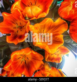 L'orange vif et jaune fleurs tulipes grande ouverte photographié d ci-dessus. Banque D'Images