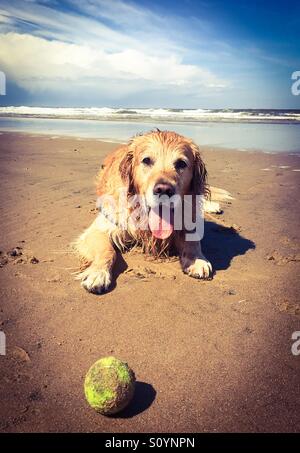 Un golden retriever s'amusant au bord de la mer. Banque D'Images