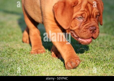 Dogue de Bordeaux puppy Banque D'Images