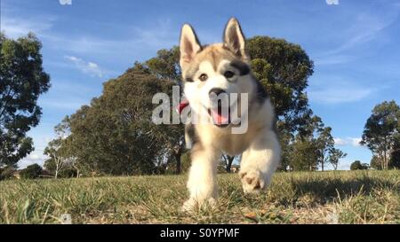 Malamute courir vers l'action de l'appareil photo Banque D'Images