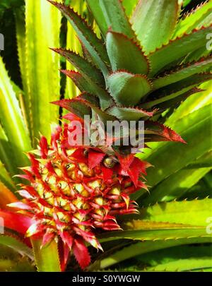 Ananas d'ornement, Ananas bracteatus Banque D'Images