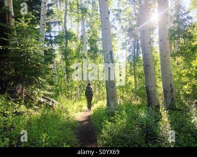 Un randonneur marche à travers une forêt de trembles sur le Pacific Crest Trail dans les montagnes de la Sierra Nevada, John Muir Wilderness, en Californie. Banque D'Images