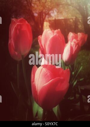 Impression Rouge tulipes poussant dans un jardin. Banque D'Images