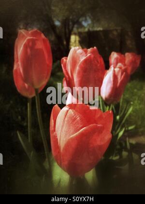 Impression Rouge tulipes poussant dans mon jardin. Banque D'Images