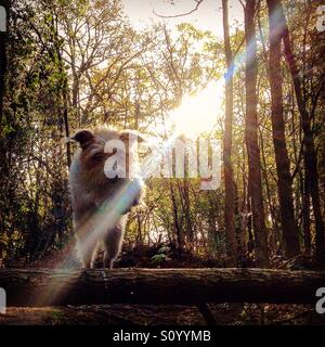 Chien sautant arbre tombé dans le bois Banque D'Images