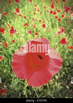 Coquelicots. Banque D'Images