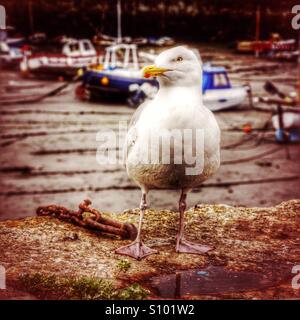 Seagull sur quayside Banque D'Images