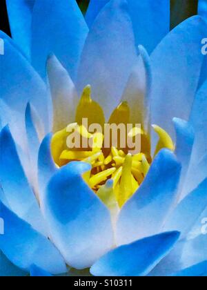 Water Lily macro shot dans des tons bleus, Nymphaea odorata Banque D'Images