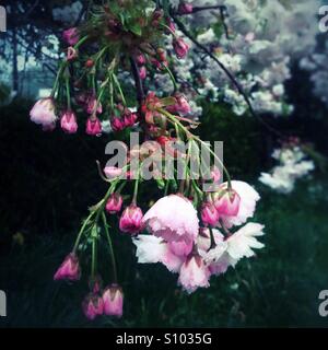 Cerisier en fleur avec des fleurs roses, Medstead, Hampshire, Angleterre, Royaume-Uni. Banque D'Images