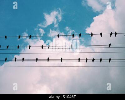 Les pigeons assis sur les lignes d'énergie électrique Banque D'Images