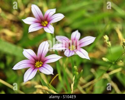 Wild blue-eyed grass Banque D'Images