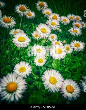 Tribunes blanc dans la prairie Banque D'Images