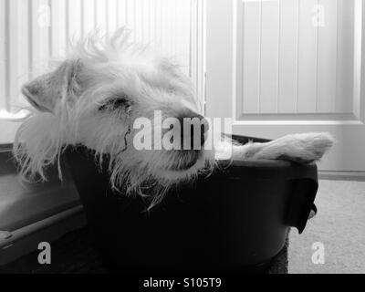 - Rough Sleeping Dog Jack Russell Terrier à poil Banque D'Images