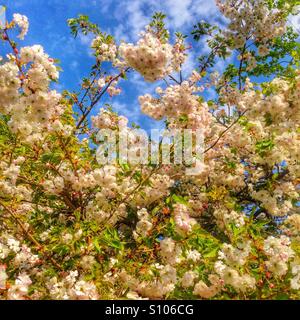 Cherry Blossom tree in Bloom, Hampshire, Angleterre, Royaume-Uni. Banque D'Images