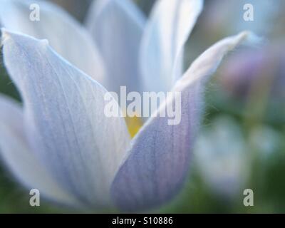 Crocus des prairies au printemps bloom Banque D'Images