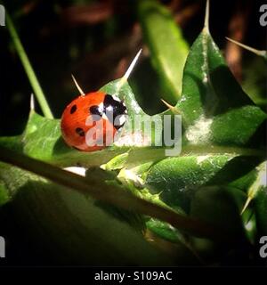 Une coccinelle perchs sur une plante épineuse en Prado del Rey, La Sierra de Cadiz, Andalousie, Espagne Banque D'Images