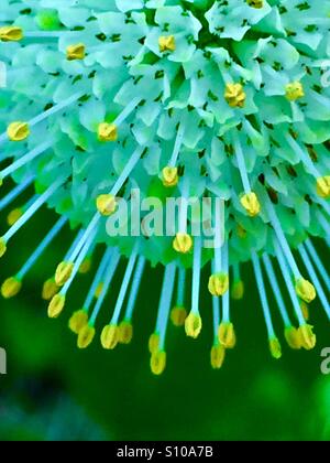 Vue macro des étamines à pointe jaune d'un bouton Bush flower, Cephalanthes occidentalis Banque D'Images