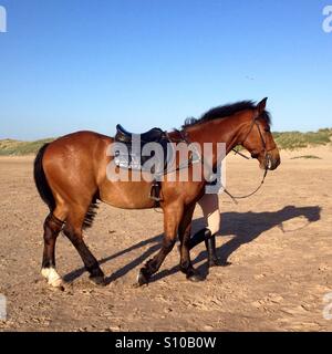 Beau cheval brun sur une plage Banque D'Images