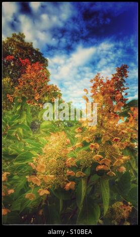 Belles fleurs orange-jaune au milieu d'un ciel bleu et de nuages blancs en automne Banque D'Images