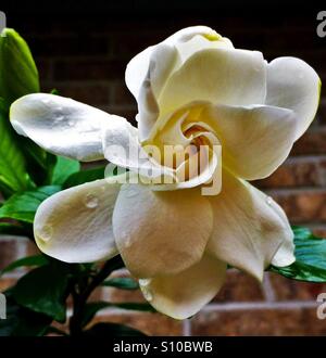 Fleurs de Gardenia après une pluie de printemps, Garcenia jasminoides Banque D'Images