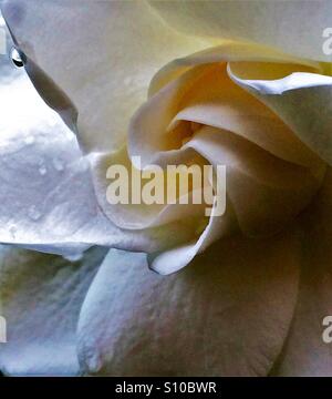 Macro fleur Gardenia voir avec gouttes de pluie sur les pétales, Gardenia jasminoides Banque D'Images