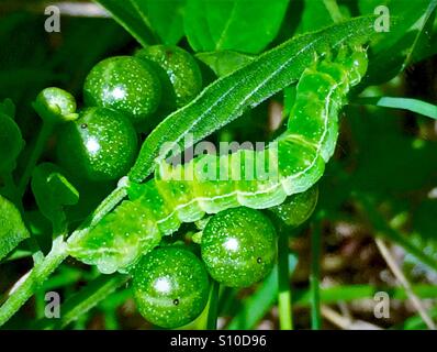 Vue macro d'une chenille verte avec des petits fruits verts sur fond vert, la fausse-arpenteuse du chou, ni Trichopulsia Banque D'Images