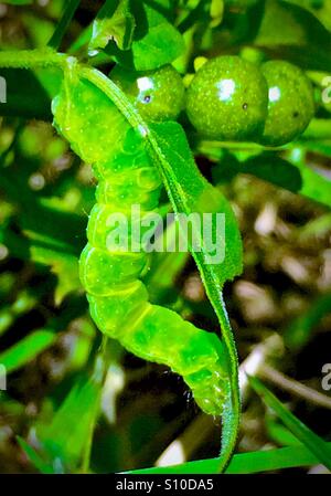 Vue macro d'un vert éclatant avec Caterpillar baies vertes et l'arrière-plan, la fausse-arpenteuse du chou, ni Trichopulsia Banque D'Images