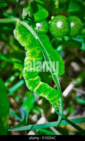 Macro close up view of a green caterpillar avec des feuilles vertes et des baies, la fausse-arpenteuse du chou, ni Trichopulsia Banque D'Images