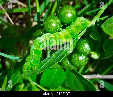 Une fausse-arpenteuse du chou vert le long d'une rampe caterpillar feuille verte, ni Trichopulsia Banque D'Images