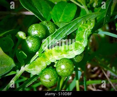 Vue rapprochée d'une chenille verte sur une feuille verte avec baies vertes et l'arrière-plan, la fausse-arpenteuse du chou, ni Trichopulsia Banque D'Images